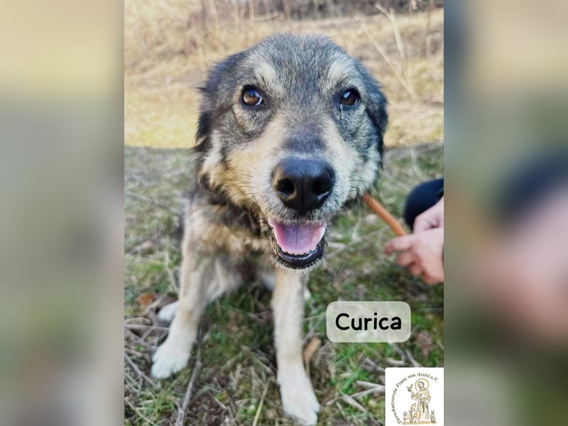 Curica – sucht Menschen, die ihr zeigen, wie sich Zuhause anfühlt!