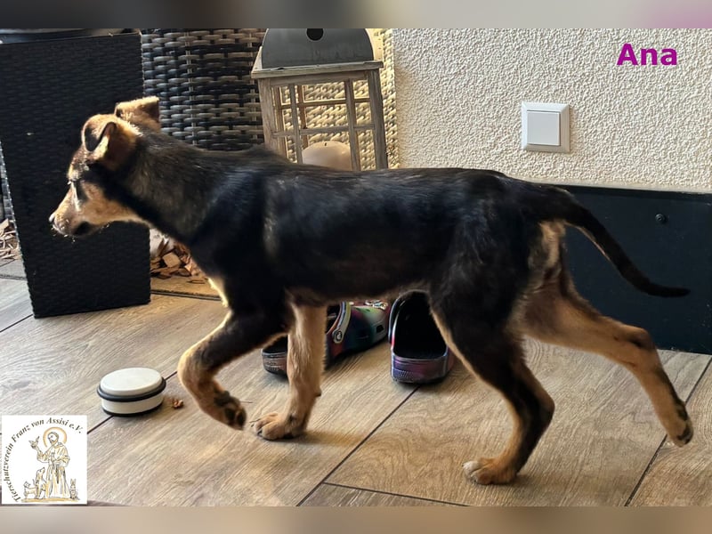 Ana – junges Mädchen, große Pläne!