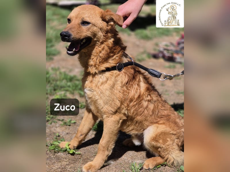 Zuco – jung, klug, charmant – und ziemlich bereit fürs Zuhause!
