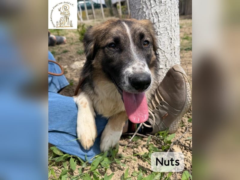 Nuts – manche Seelen tragen ihren Zauber ganz leise!