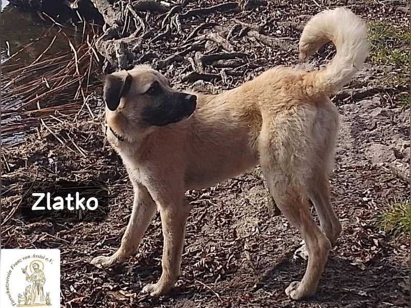 Zlatko – Hauptberuf: Herzensbrecher. Nebenjob: Gute-Laune-Beauftragter!