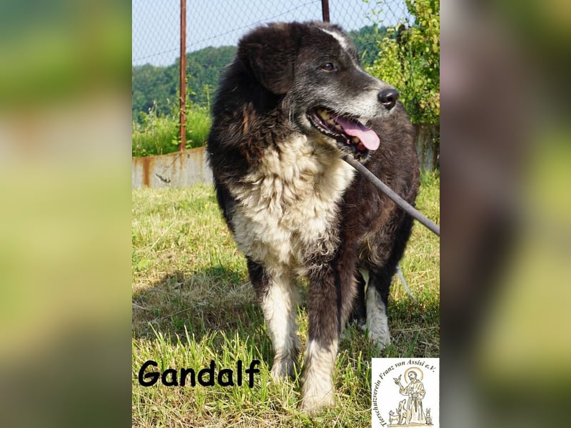 Gandalf – unkomplizierter, freundlicher Gefährte