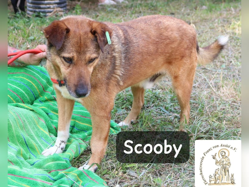 Scooby – kein Jungspund mehr, aber längst nicht fertig mit dem Leben!