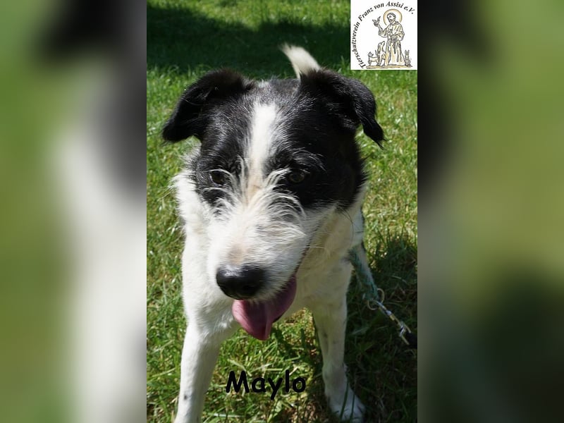 Maylo – Terrierpower im handlichen Format sucht sein perfektes Match!