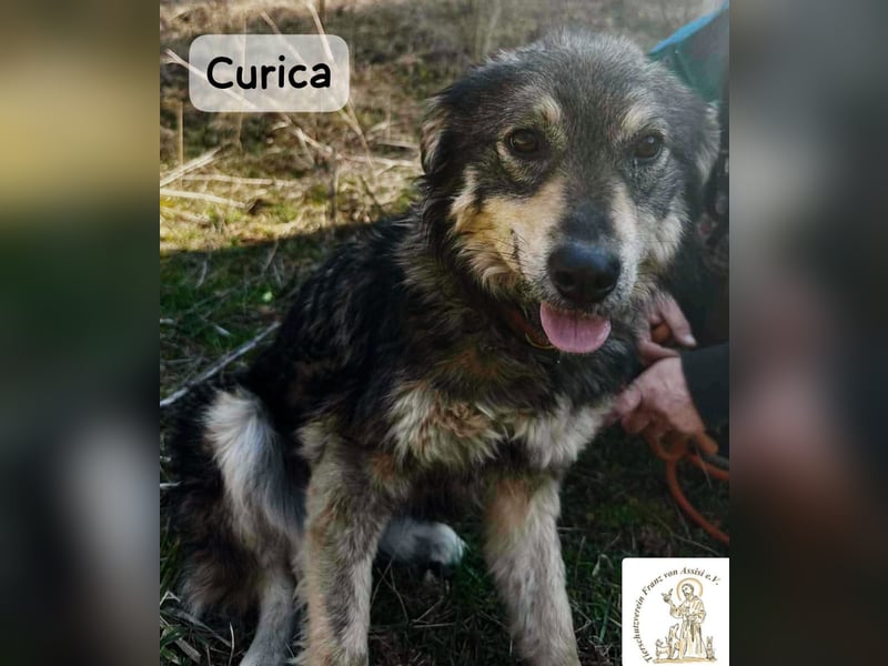 Curica – sucht Menschen, die ihr zeigen, wie sich Zuhause anfühlt!