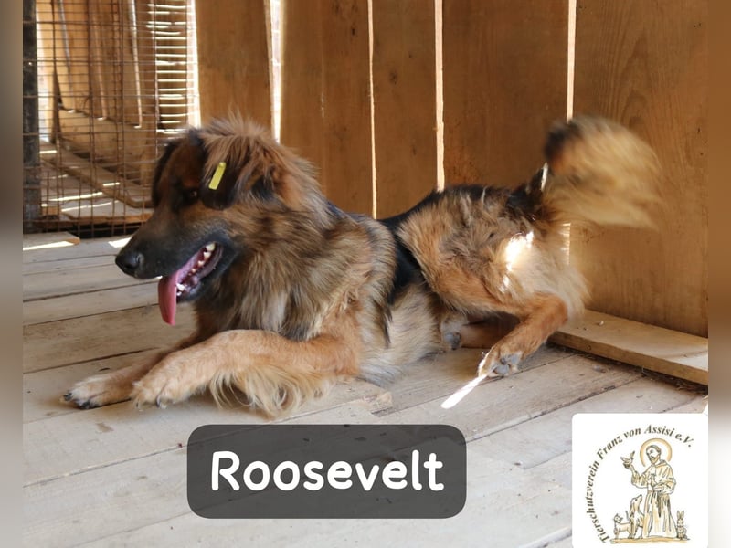Roosevelt – ein Lächeln auf vier Pfoten!