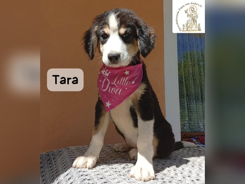 Tara – jemanden zum Bleiben finden, das wäre schön!