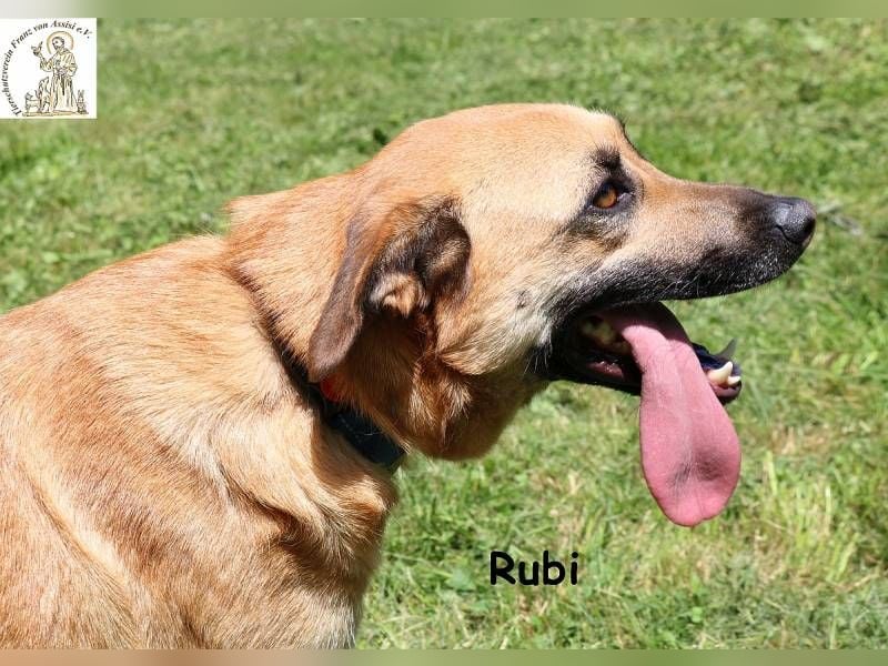 Rubi – vier Pfoten, ein Herz und jede Menge Abenteuerlust Rubi – vier Pfoten, ein Herz und jede Menge Abenteuerlust