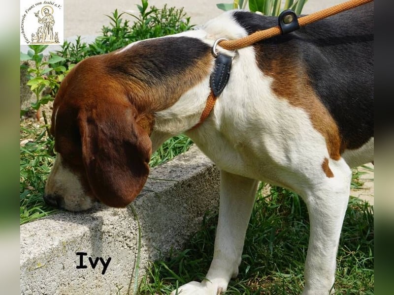 Ivy – bunte Pfotenpower und eine Mission: deine beste Freundin werden!