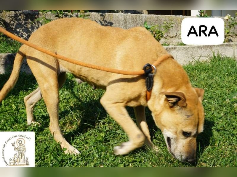 Ara – Narben vom Leben, doch ihre Seele blieb rein!