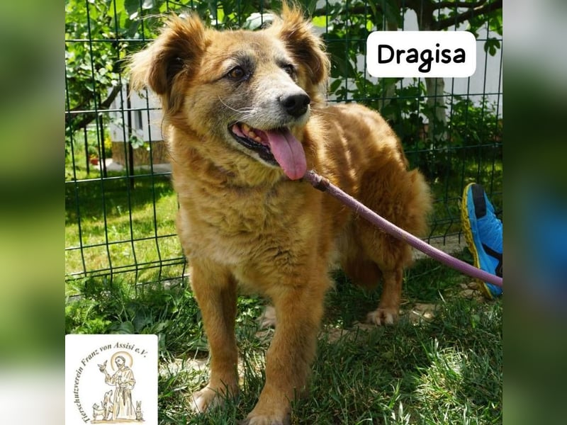 DRAGISA – sanftmütiger Oldie zum Verlieben