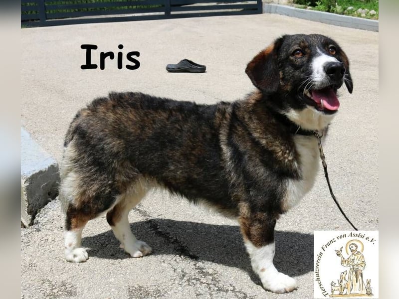 Iris – Stille Wasser wedeln tief!