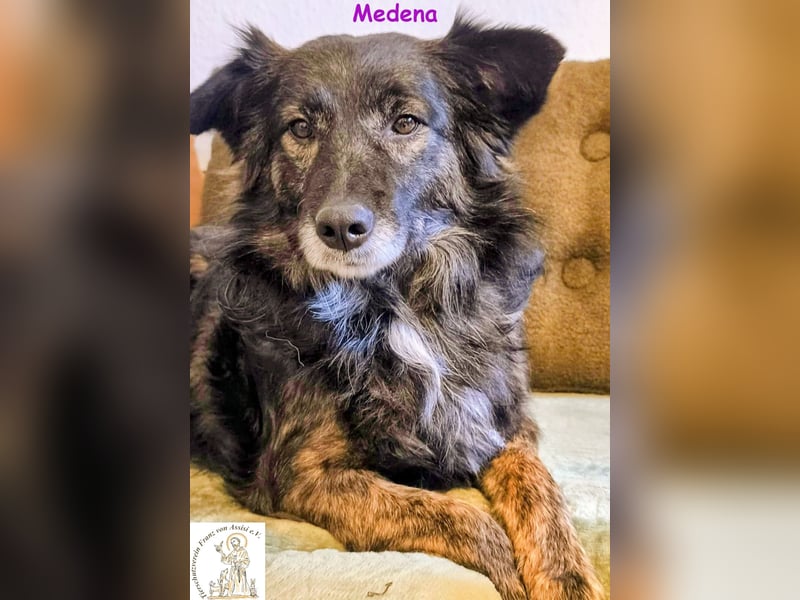 Medena –  die charmante Hündin