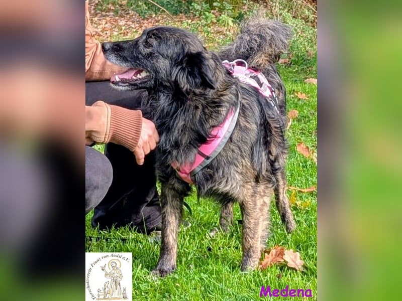 Medena –  die charmante Hündin