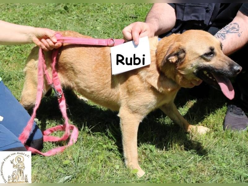 Rubi – vier Pfoten, ein Herz und jede Menge Abenteuerlust Rubi – vier Pfoten, ein Herz und jede Menge Abenteuerlust