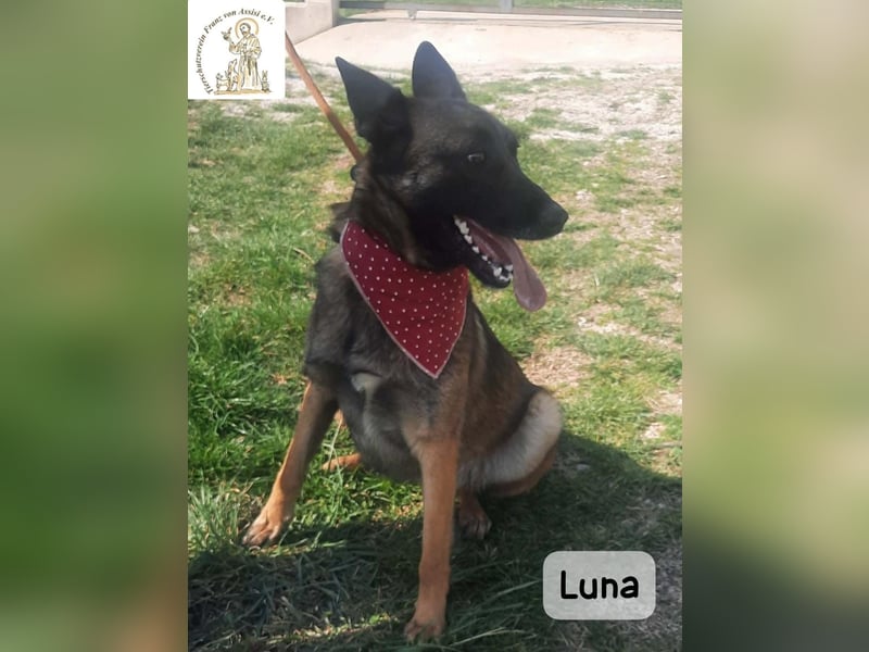 Luna – Köpfchen, Power und definitiv Pfeffer im Hintern!