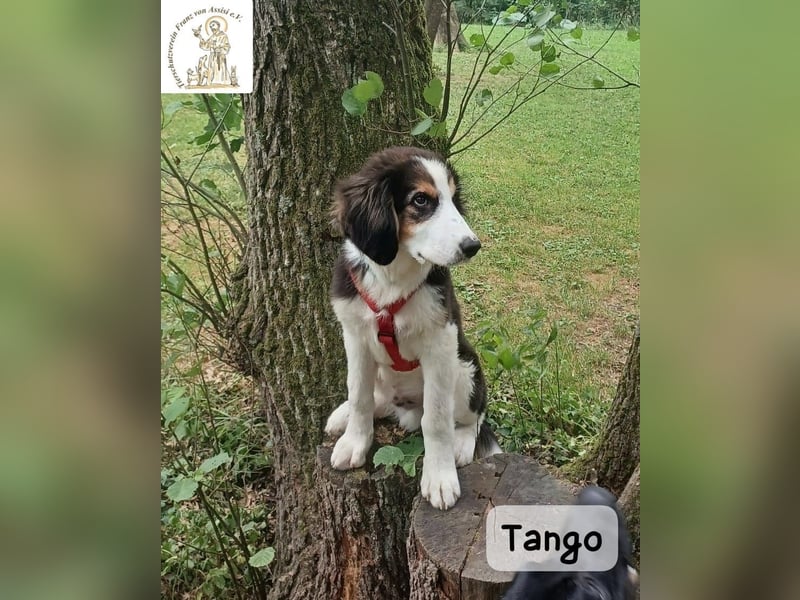 Tango – große Pfoten, großes Herz und viel Potenzial!