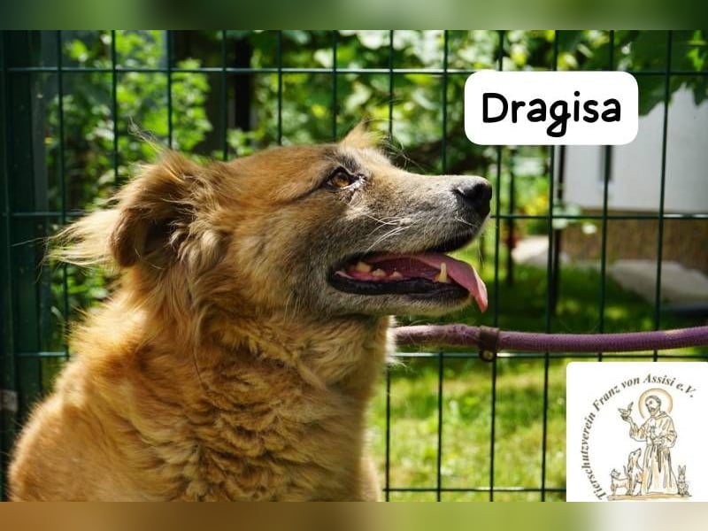 DRAGISA – sanftmütiger Oldie zum Verlieben