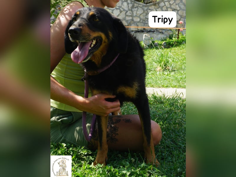 Tripy – Wer mit dem Herzen sieht, erkennt die Perfektion!