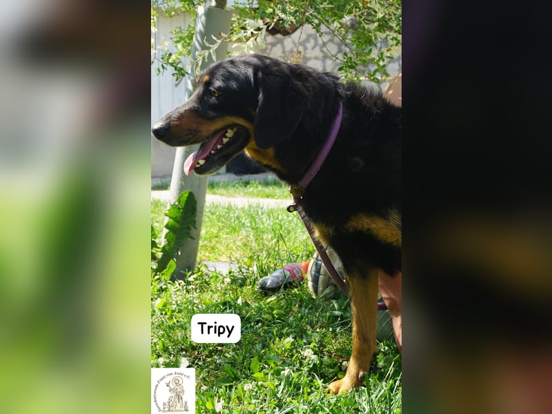 Tripy – Wer mit dem Herzen sieht, erkennt die Perfektion!