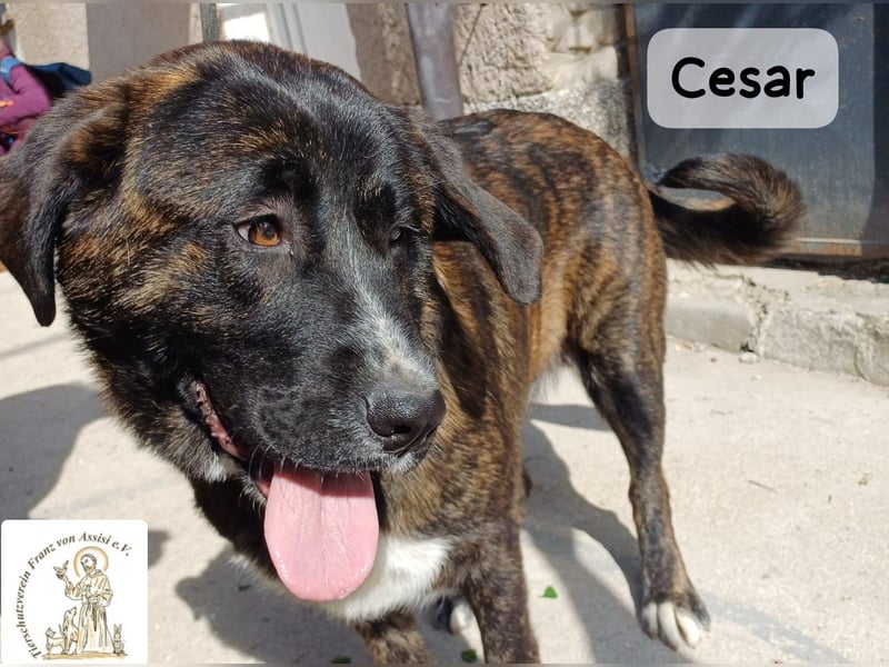 Cesar – ein großer Junge mit Honig im Herzen!