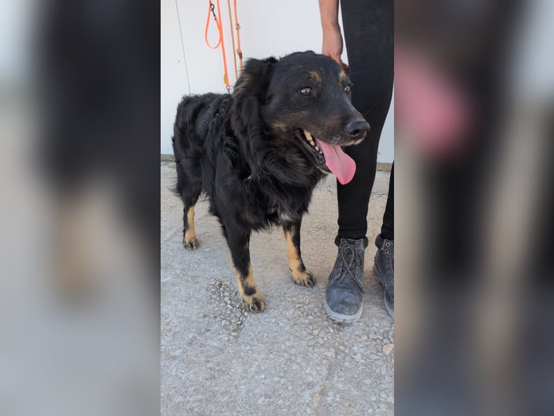 3-jährigen Mischlingsrüde