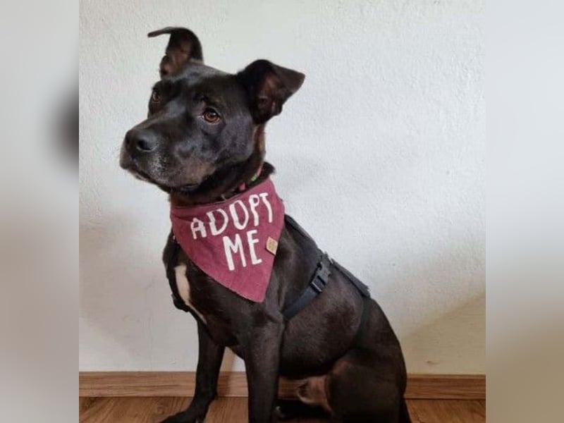 Bruno- freundlicher witziger Junghund sucht seine Herzensmenschen