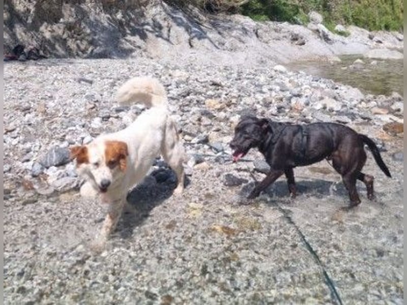 BRUNO - freundlicher, lieber Rüde sucht Zuhause in Österreich