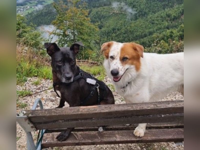 BRUNO - freundlicher, lieber Rüde sucht Zuhause in Österreich