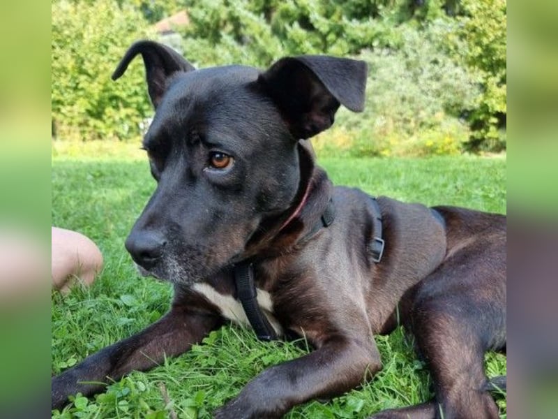 Bruno- freundlicher witziger Junghund sucht seine Herzensmenschen