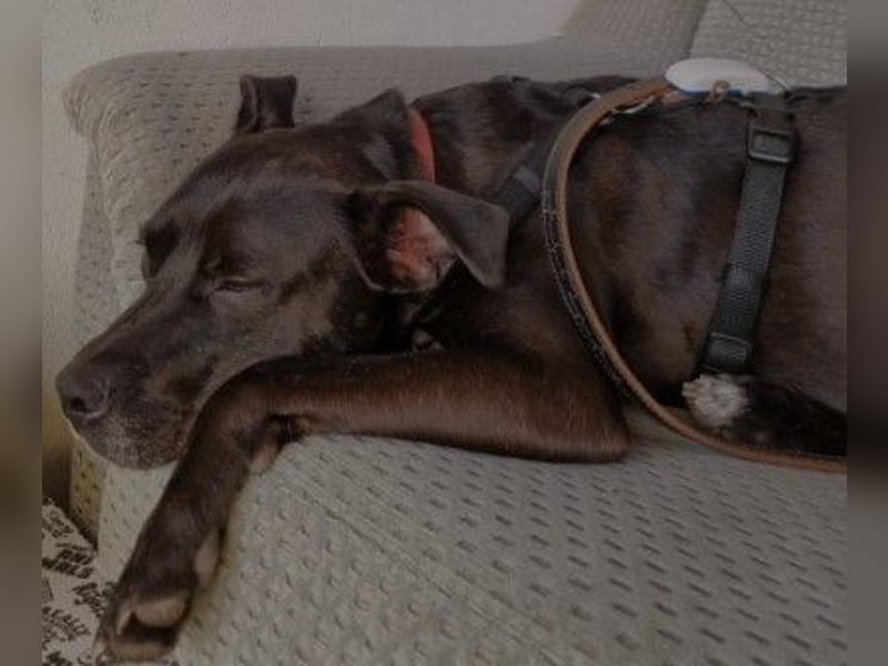 Bruno- freundlicher witziger Junghund sucht seine Herzensmenschen