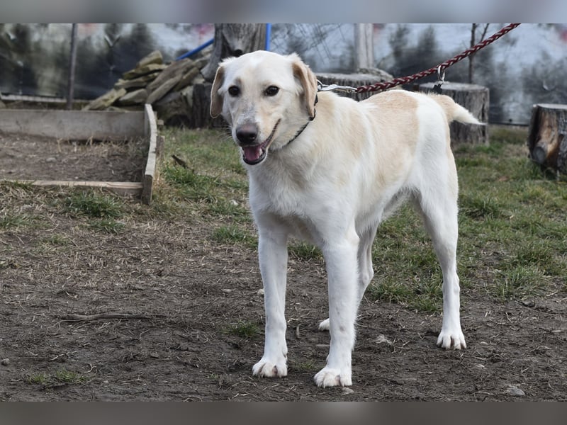 Freundlicher Buster sucht sein Zuhause