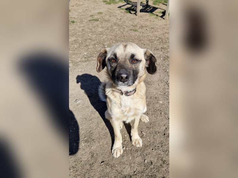 Verschmuster Malik sucht sein Zuhause