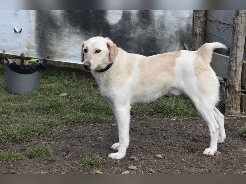 Freundlicher Buster sucht sein Zuhause