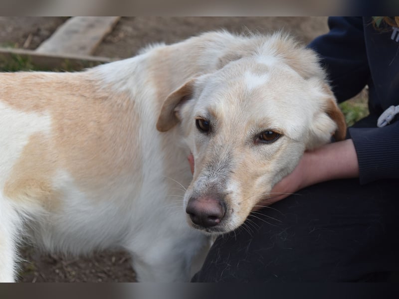 Freundlicher Buster sucht sein Zuhause