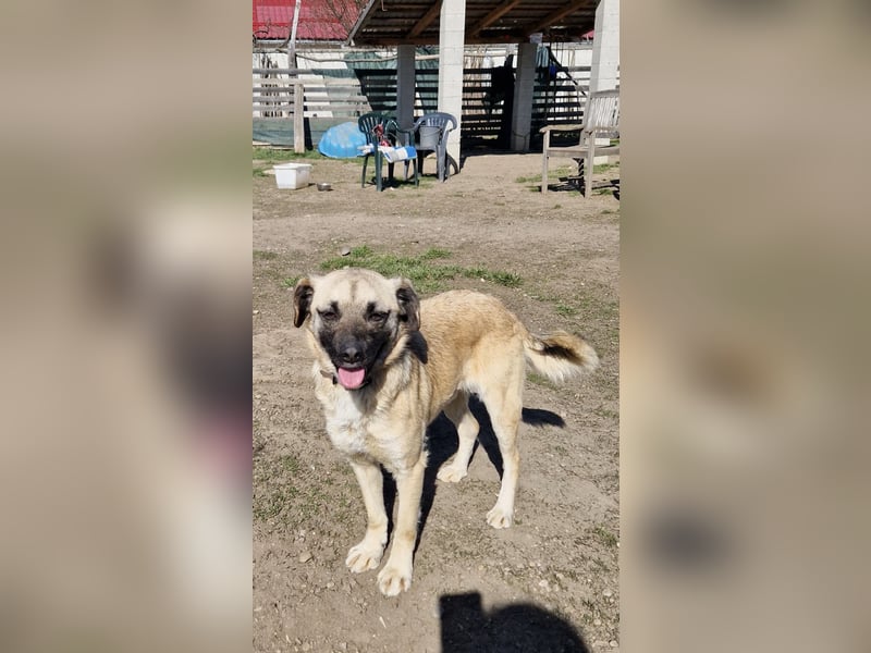 Verschmuster Malik sucht sein Zuhause