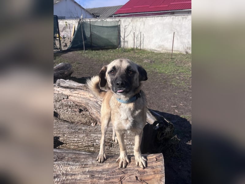 Verschmuster Malik sucht sein Zuhause