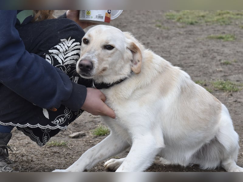 Freundlicher Buster sucht sein Zuhause