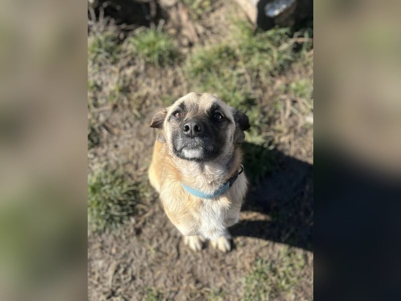 Verschmuster Malik sucht sein Zuhause