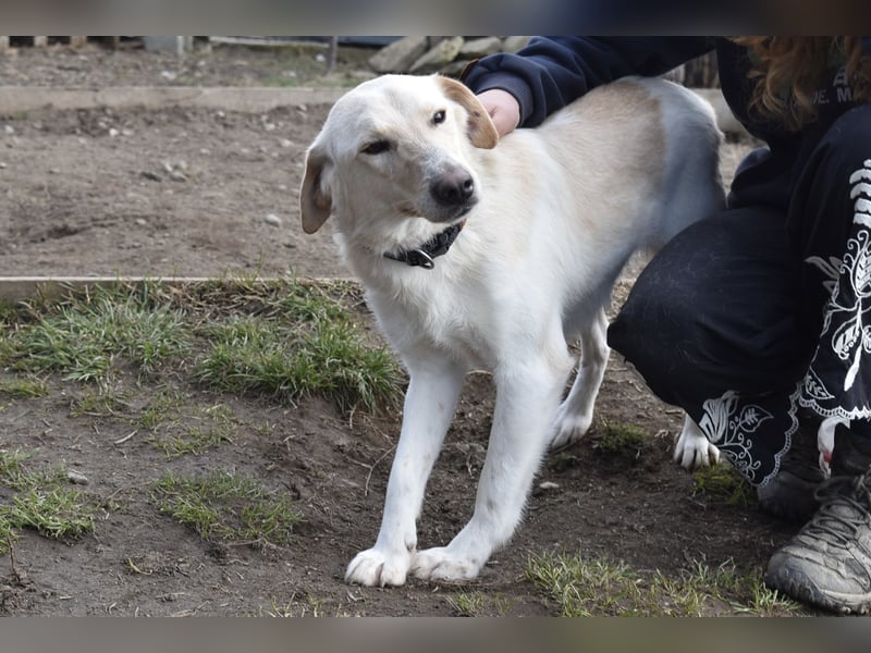 Freundlicher Buster sucht sein Zuhause