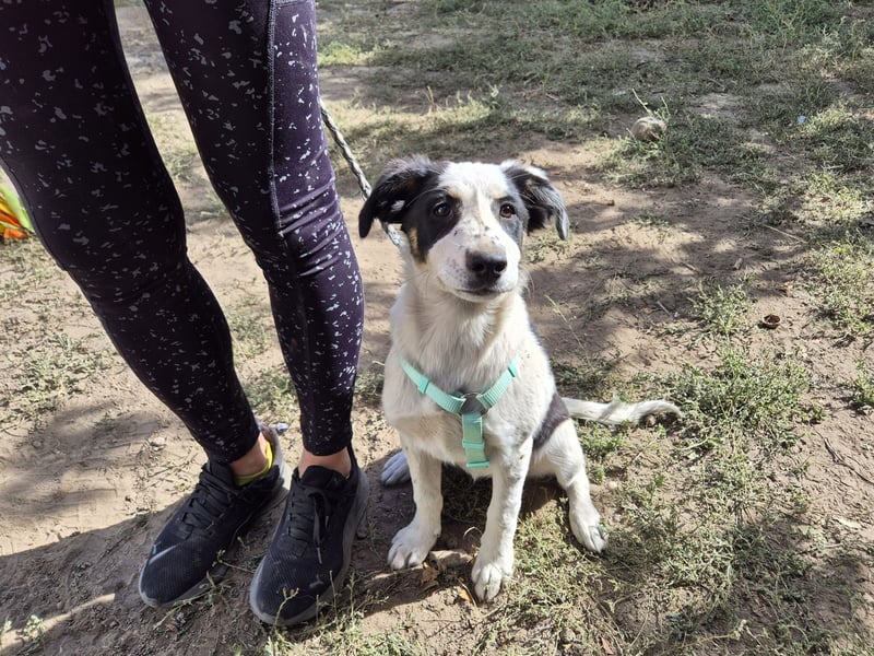 Jessy sucht eine liebevolle Familie