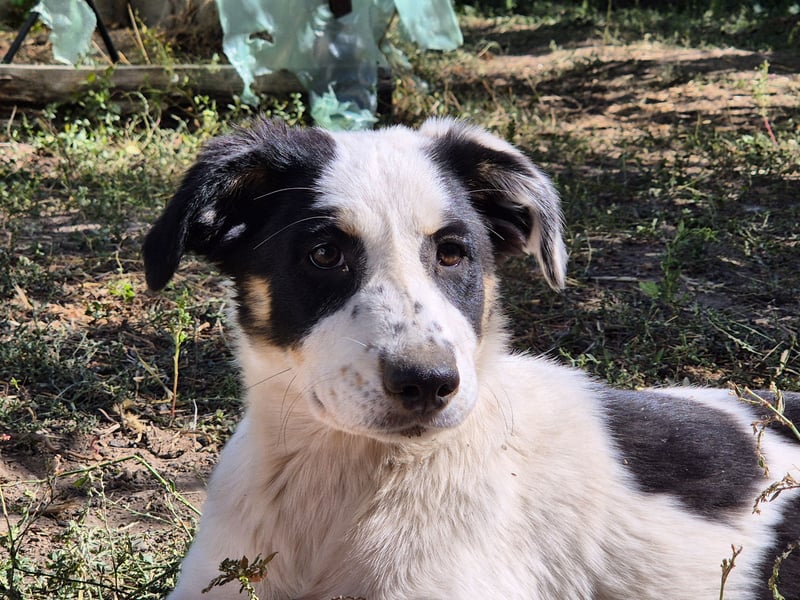 Jessy sucht eine liebevolle Familie