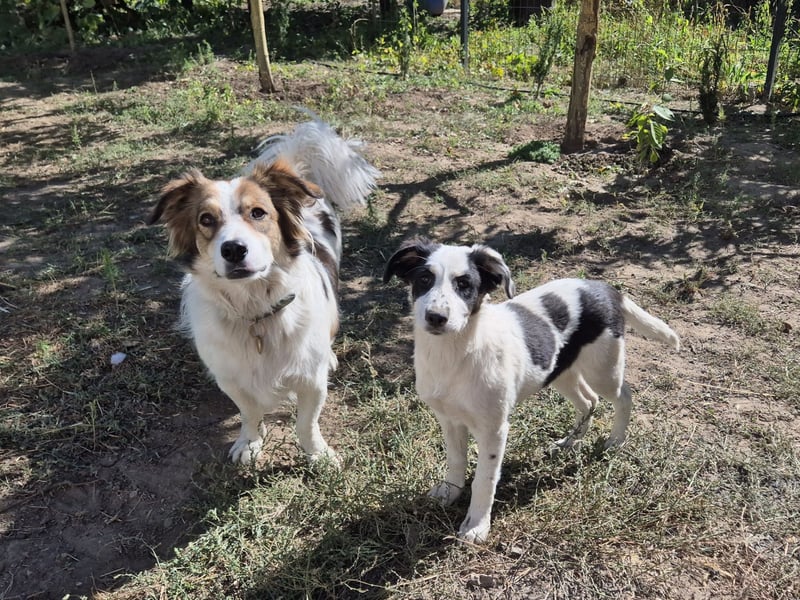 Jessy sucht eine liebevolle Familie