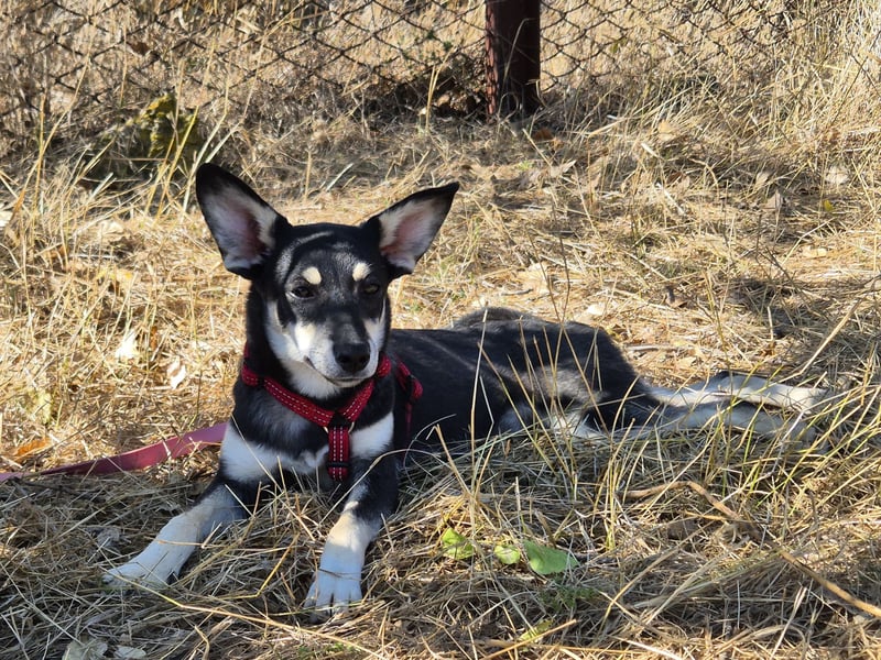Aktive Anouk sucht ihre Menschen