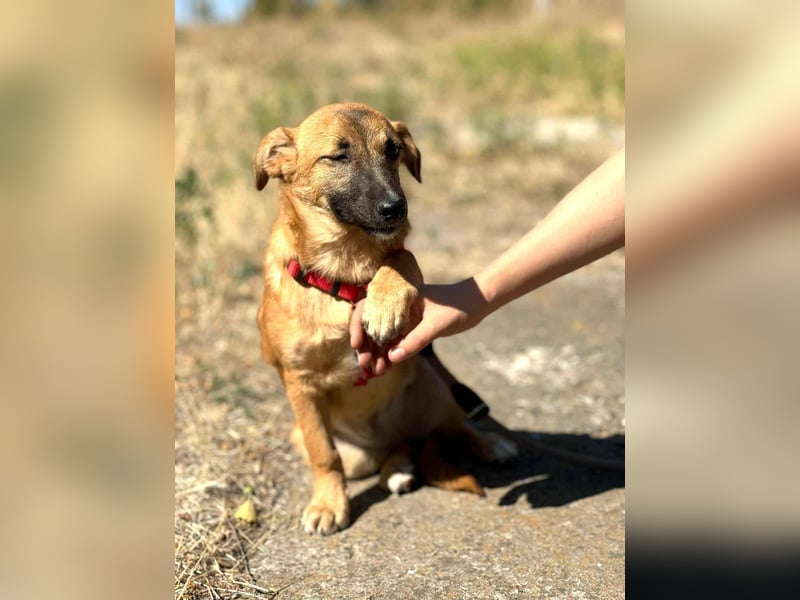 Süße Candy sucht ein neues Zuhause