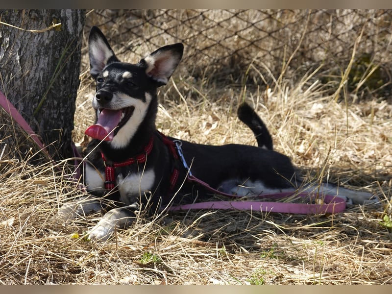 Aktive Anouk sucht ihre Menschen