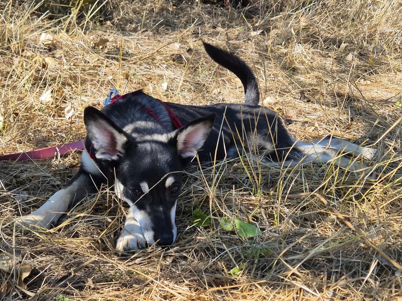 Aktive Anouk sucht ihre Menschen