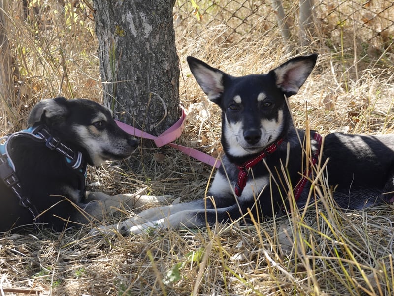 Aktive Anouk sucht ihre Menschen