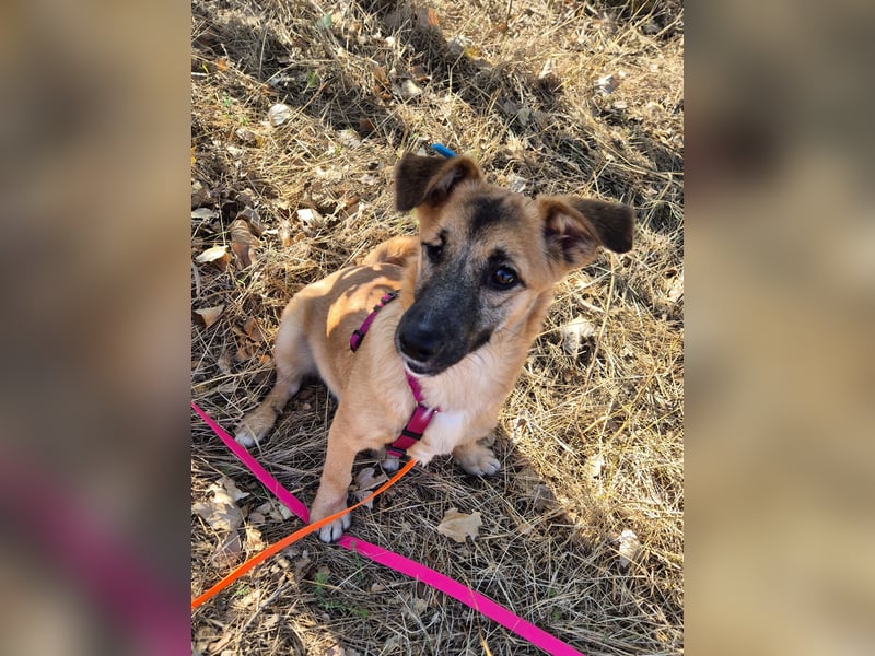Süße Candy sucht ein neues Zuhause