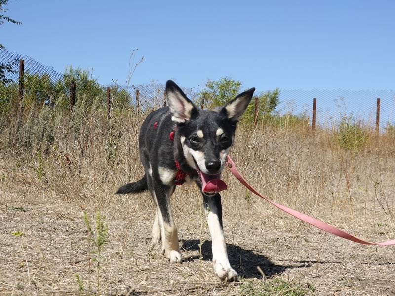 Aktive Anouk sucht ihre Menschen